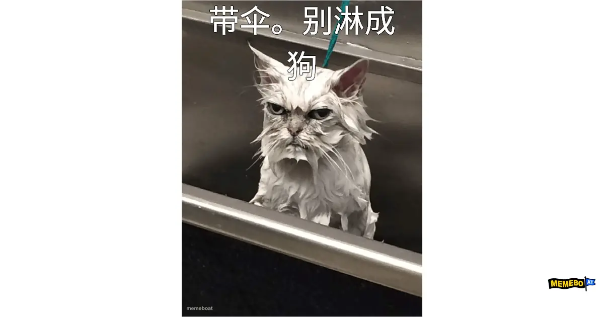 带伞。别淋成狗