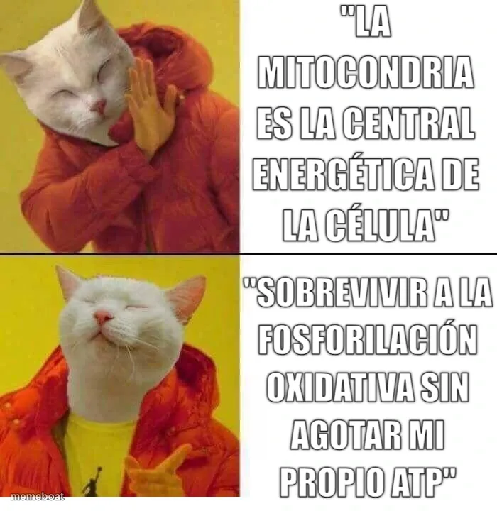 cat drake meme created by the community