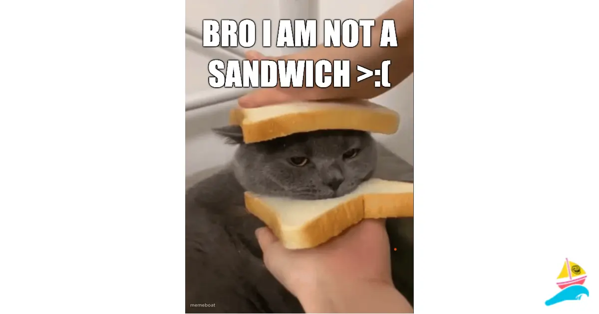 bro I am not a sandwich >:(