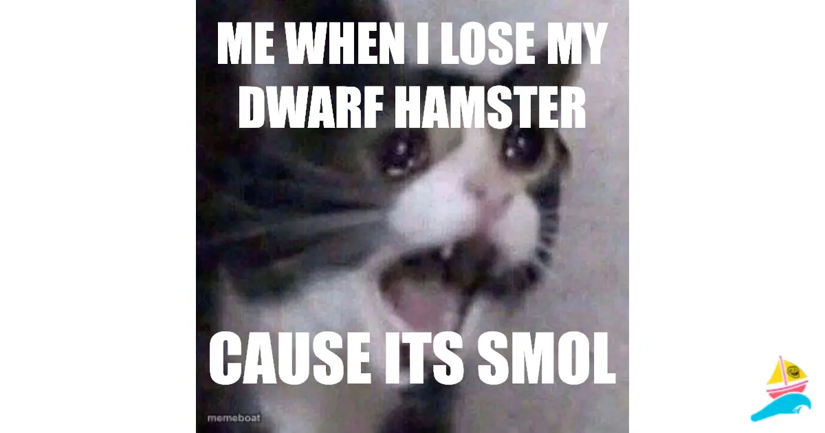 me when I lose my dwarf hamster