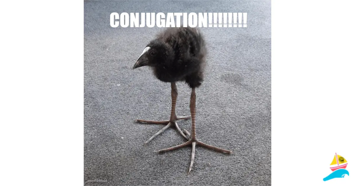 conjugation!!!!!!!!