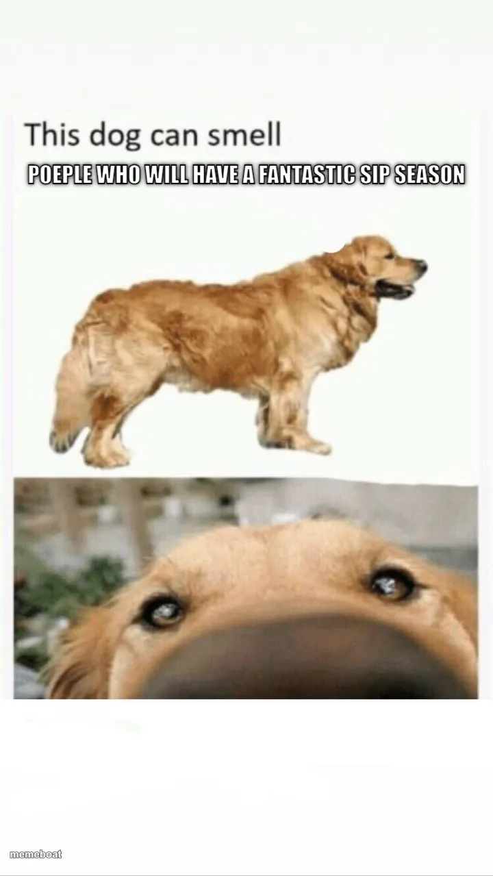 this dog can smell meme created by the community