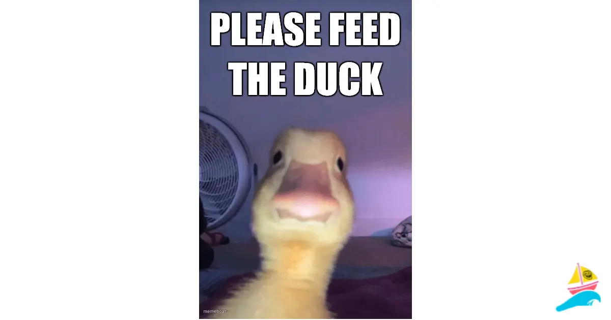 Please feed the duck