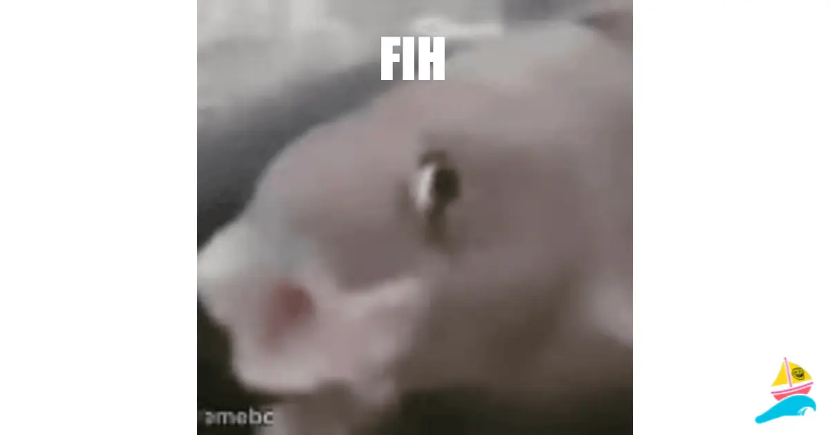 fih