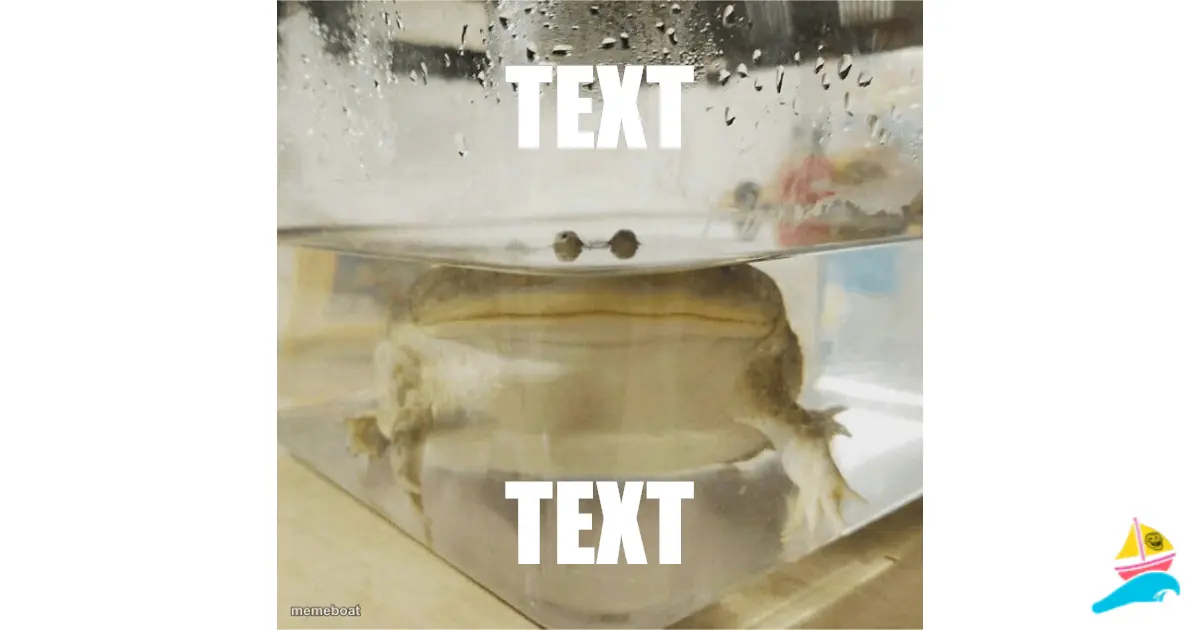 TEXT