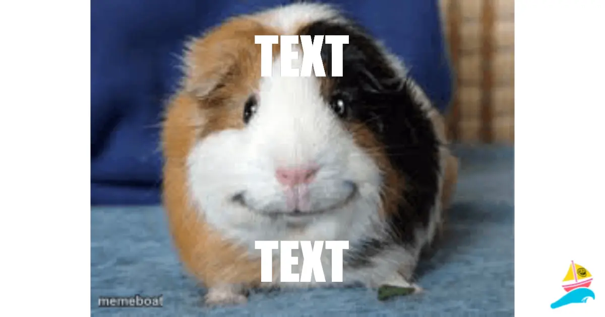 TEXT