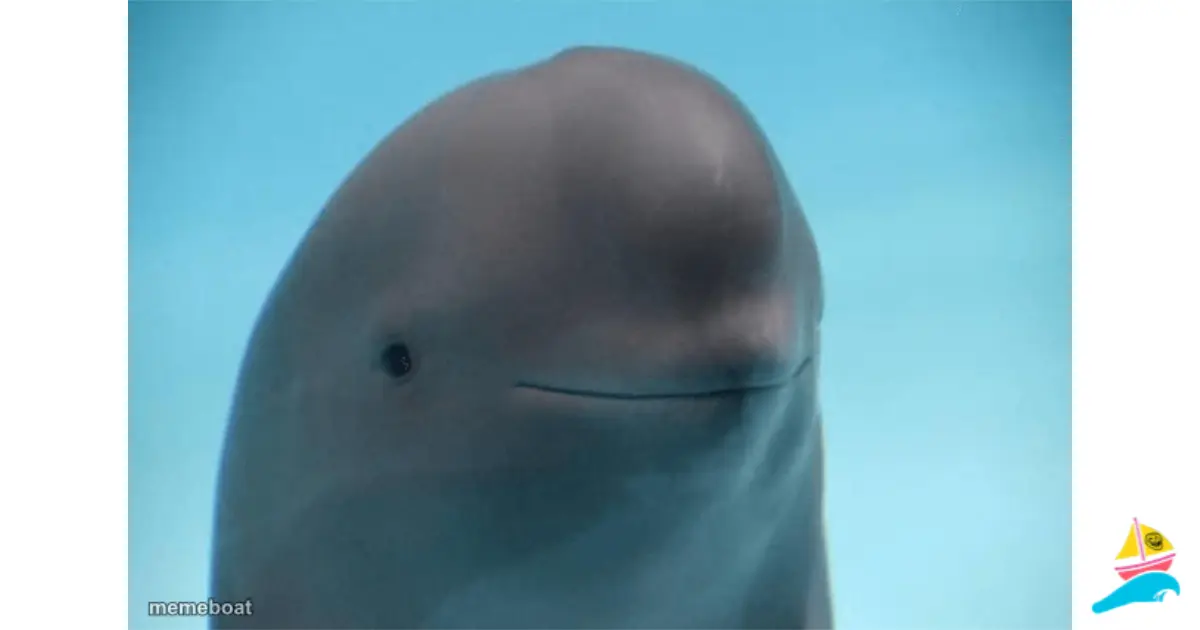 smiling dolphin meme