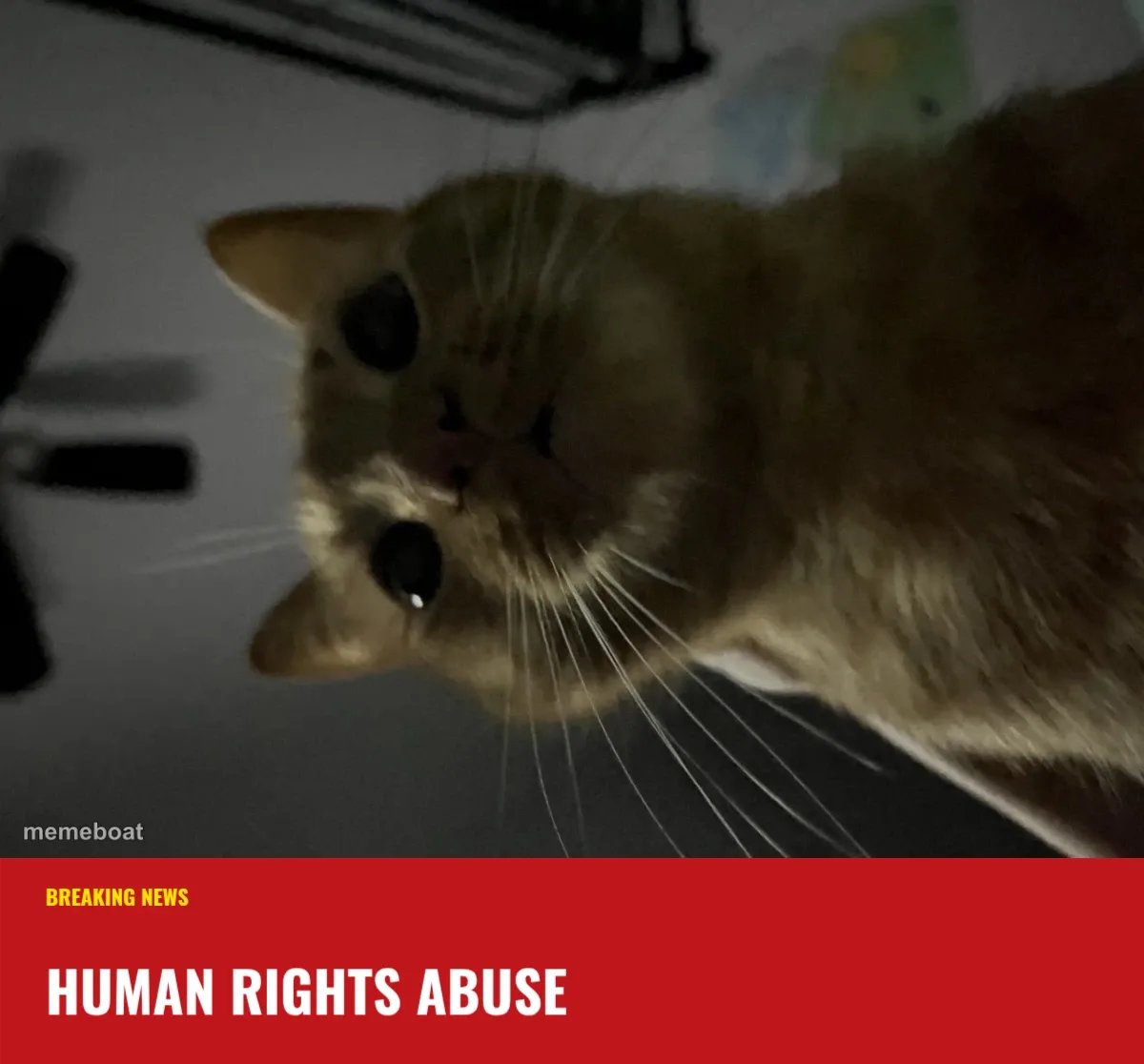 Suspicious Cat Overhead meme created by the community