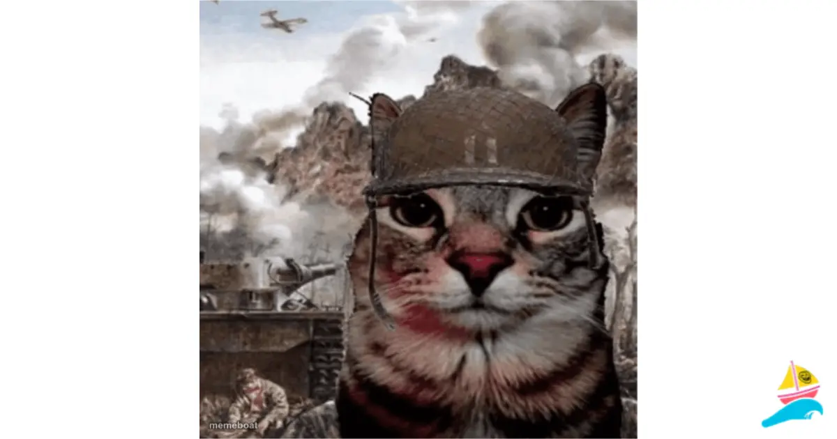 War Cat meme